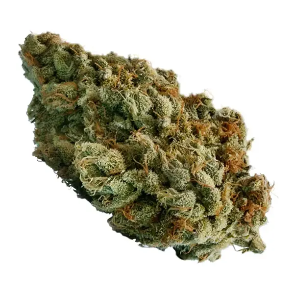 Bud image for Blue Dream, cannabis dried flower by Pure Sunfarms