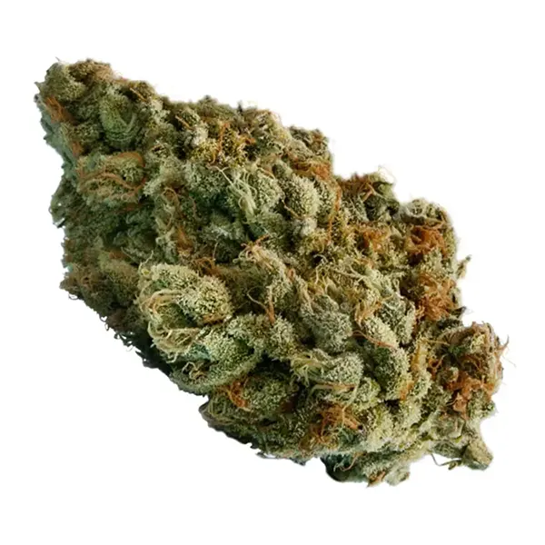 Bud image for Blue Dream, cannabis all categories by Pure Sunfarms