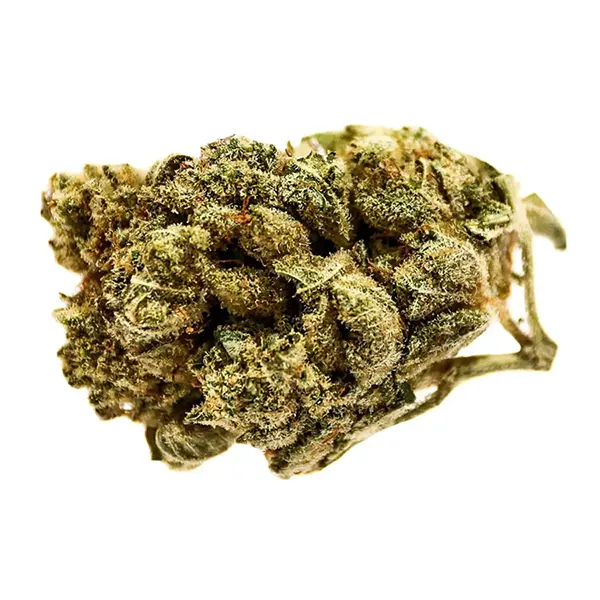 Blue Dream (Dried Flower) by Station House