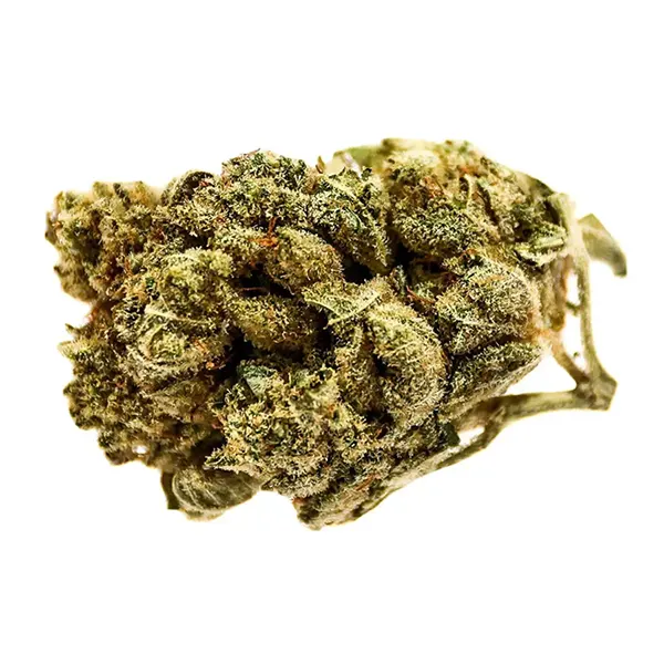 Bud image for Blue Dream, cannabis dried flower by Station House