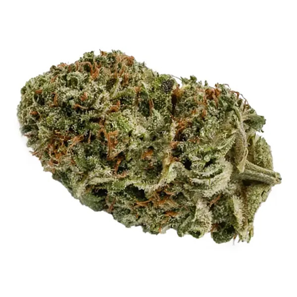 Bud image for Blueberry Kush, cannabis dried flower by Pure Sunfarms