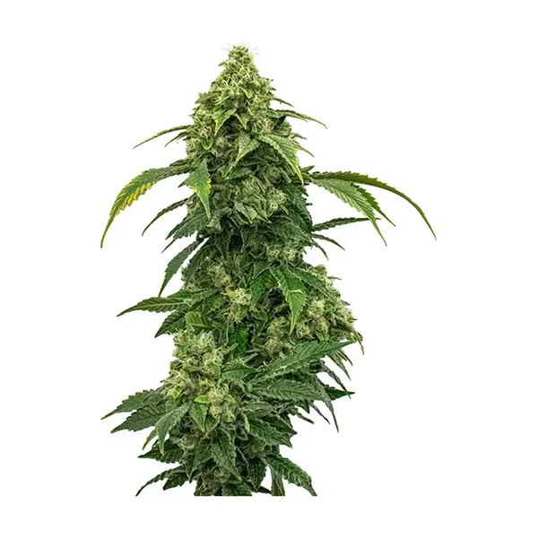 Image for Chem OG, cannabis all categories by Muskoka Grown