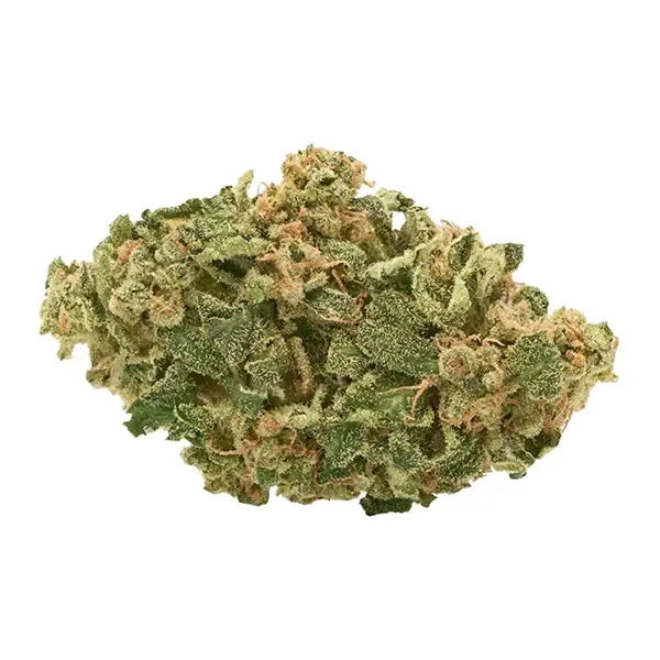 Bud image for Chocolate Cheesecake, cannabis dried flower by Solei