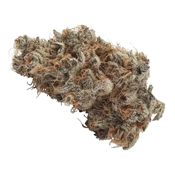 Bud image for Crescendo, cannabis all categories by Natural History