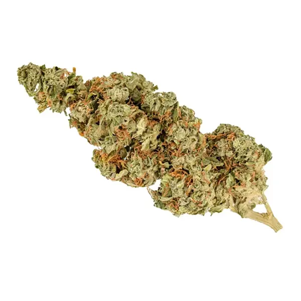 Bud image for Fruit Pie, cannabis dried flower by Muskoka Grown