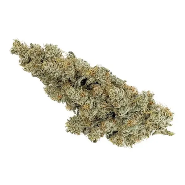 Bud image for ICC x Kush Mints 11, cannabis dried flower by MSIKU