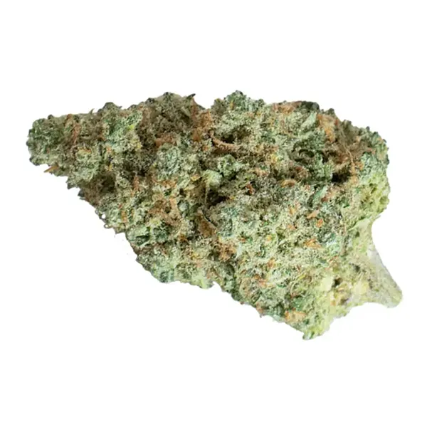 Bud image for King Tut, cannabis all categories by Seleste