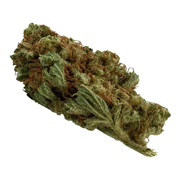 Lemon Haze (Dried Flower) by Daily Special