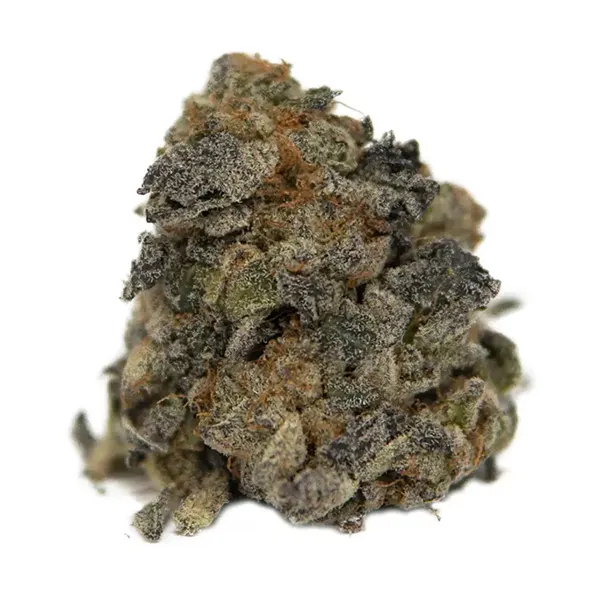 Magic Mint (Dried Flower) by The Wild Florist