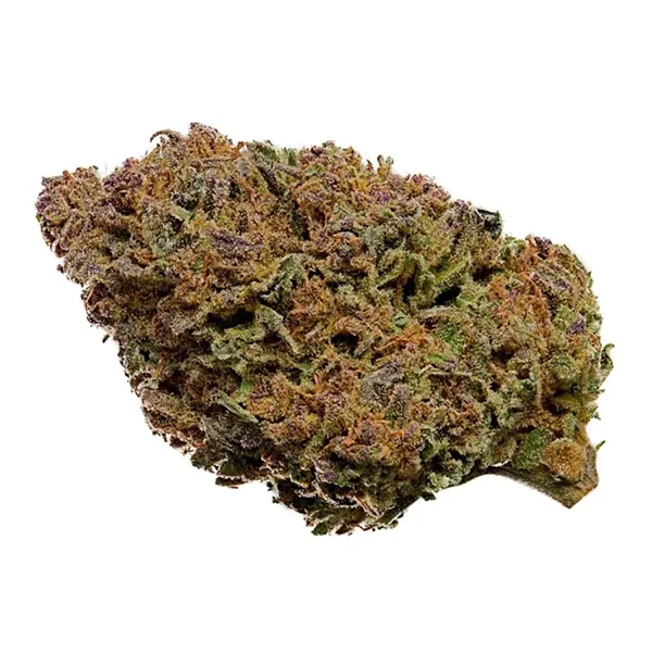 Mother of Berries (Dried Flower) by Greenman Acres