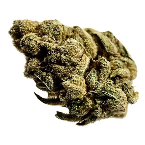 Bud image for OG Kush, cannabis all categories by Station House