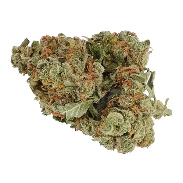 Bud image for Pine Kush, cannabis dried flower by Back Forty