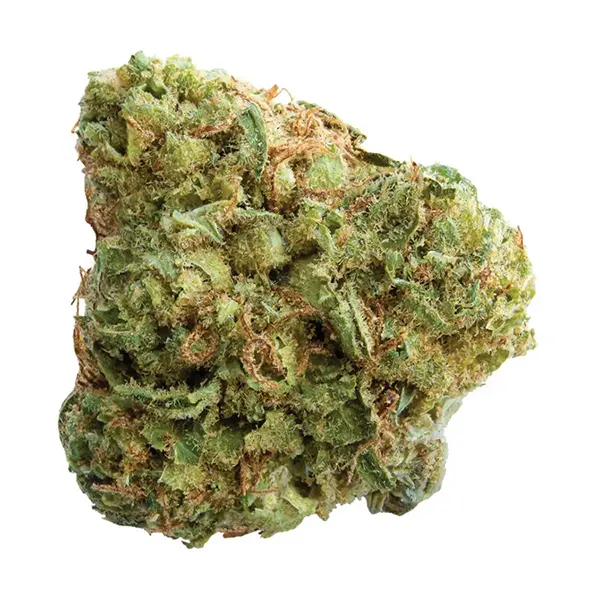 Bud image for Pineapple Paradise, cannabis all categories by Spinach