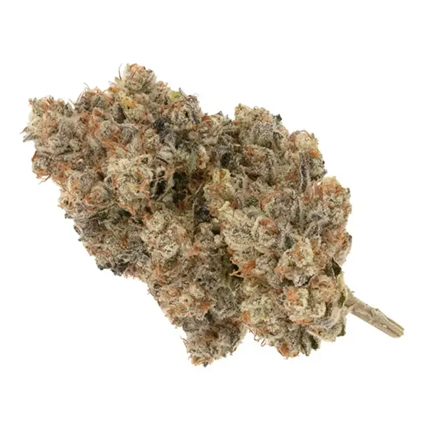 Bud image for Pipe Dream, cannabis dried flower by Broken Coast