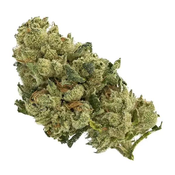 Bud image for Powdered Donuts, cannabis all categories by Indiva