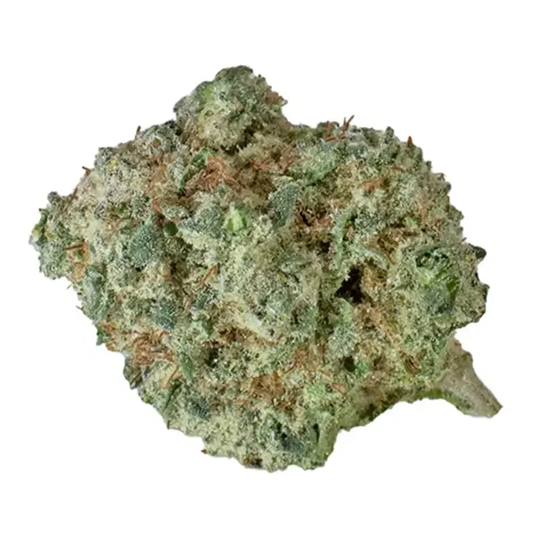 Bud image for Purple Aya, cannabis all categories by Seleste