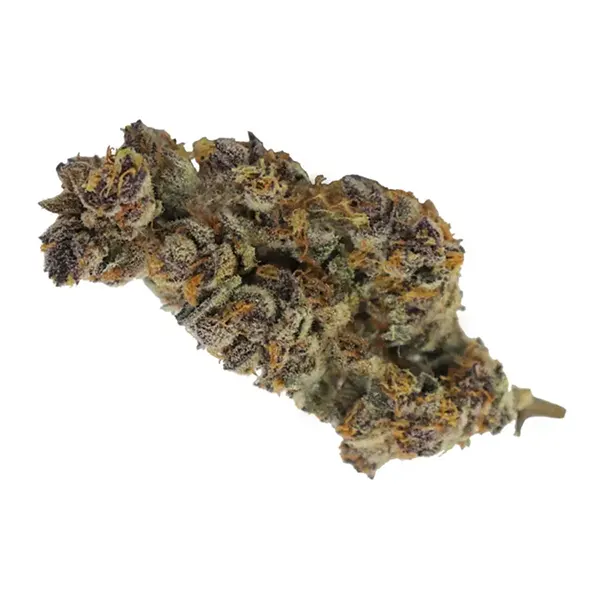 Bud image for Purple Pug, cannabis all categories by Elios Reserve