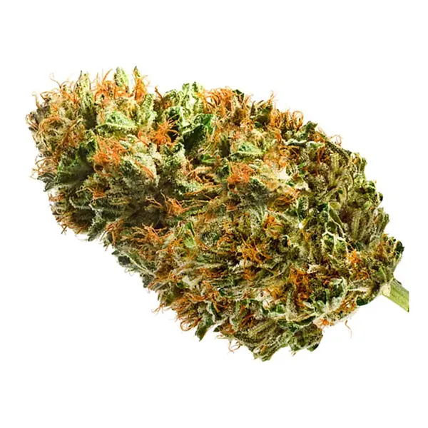 Bud image for Sour Diesel, cannabis all categories by Redecan