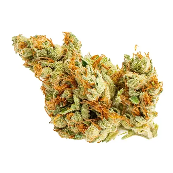 Tangie Green (Dried Flower) by Good Supply