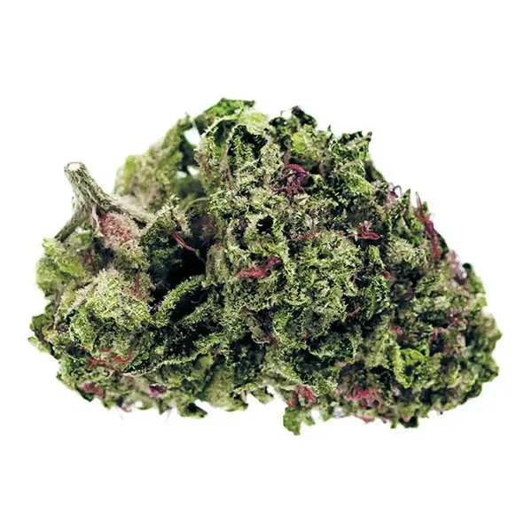 Bud image for ZKTLZ X FPOG, cannabis dried flower by 34 Street Seed Co.