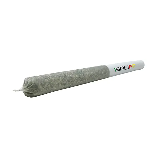 King Tut Pre-Roll