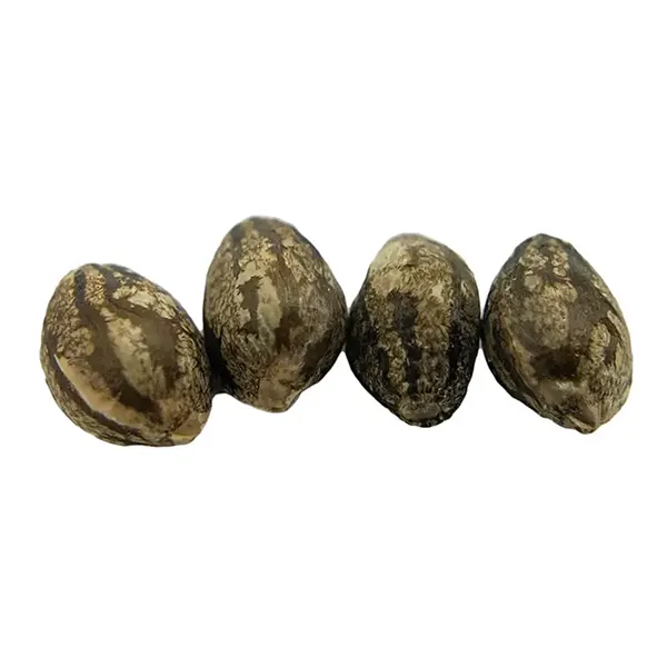 Image for E V E R E 5 T Seeds (Regular), cannabis seeds by Erbaceous