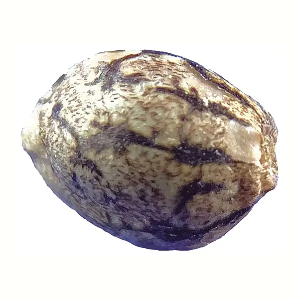 Image for Jax Cowichan Kush Seeds (Regular), cannabis seeds by Jax Genetics