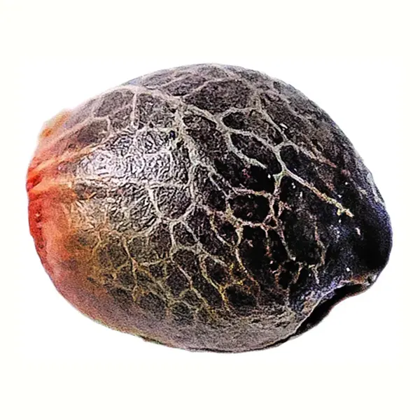 Product image for Magic Melon Seeds (Autoflower), Cannabis Flower by Humboldt Seed Co