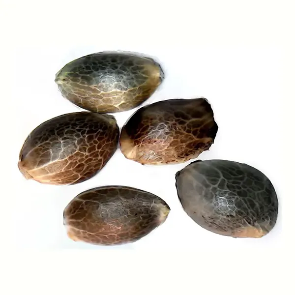 Image for V.Kush 1:1 Seeds, cannabis all products by Parkland Flower