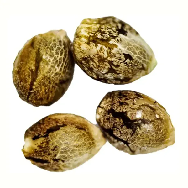 Image for Wedding Cake Seeds (Feminized), cannabis seeds by CRG Pharma