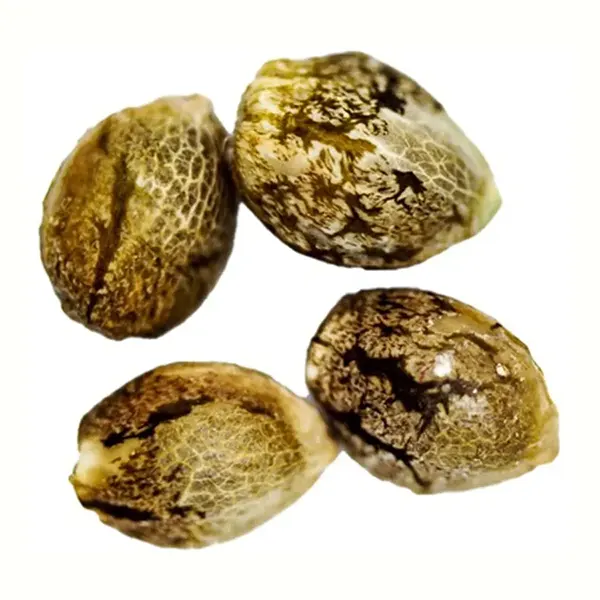 Product image for Wedding Cake Seeds (Feminized), Cannabis Flower by CRG Pharma