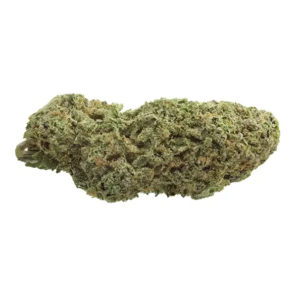 Bud image for Organic Sour Cookies, cannabis dried flower by 1964 Supply Co