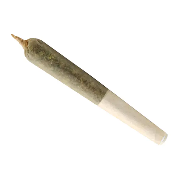 Image for 3 x lil Buddy Sativa Pre-Roll, cannabis pre-rolls by Buddy Blooms