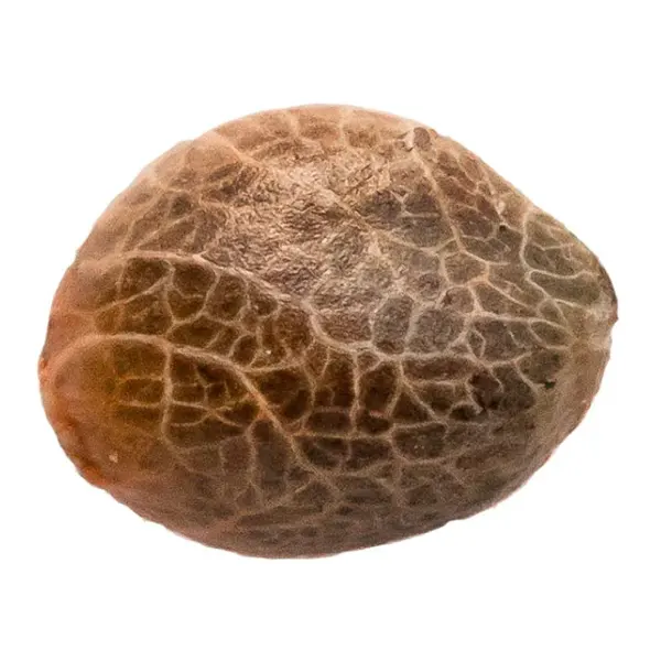 Image for Acapulco Gold Feminized Seeds, cannabis all products by 34 Street Seed Co.