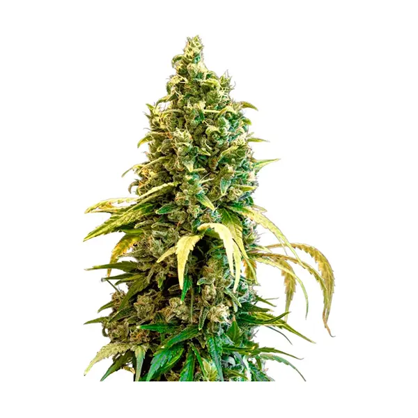 Image for Acapulco Gold Feminized Seeds, cannabis seeds by 34 Street Seed Co.
