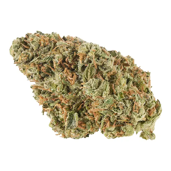 Bud image for Alien Guy, cannabis all categories by Canaca