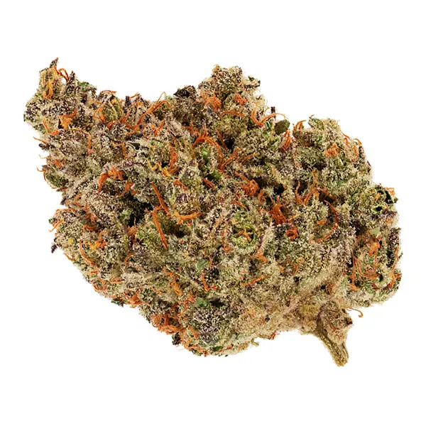 Bud image for Amnesia Haze, cannabis dried flower by Broken Coast