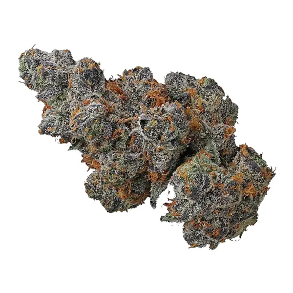 Apple Fritter (Dried Flower) by Potluck