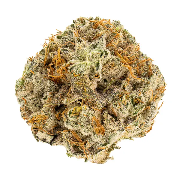 Atlantic Glue (Dried Flower) by Reef Organic