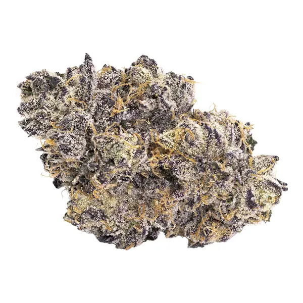 Bacio Gelato (Dried Flower) by BLKMKT