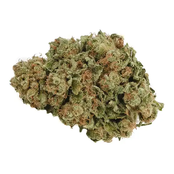 Bud image for Banana OG, cannabis all categories by Back Forty