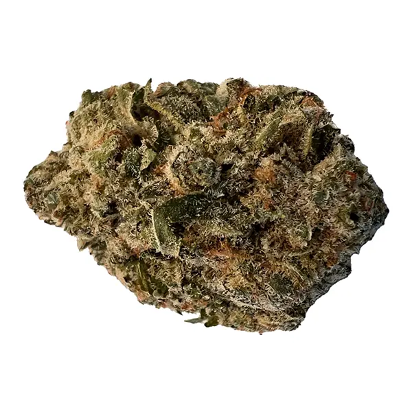 Bud image for BC Purple Kush, cannabis all categories by Versus