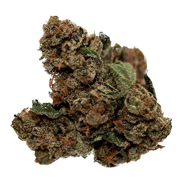 Bud image for Blackberry Cheesecake, cannabis dried flower by Choice Growers