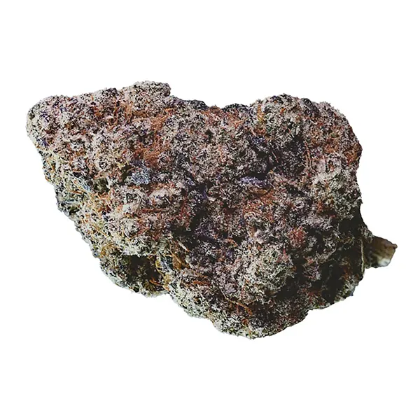 Blueberry Fuego (Dried Flower) by Next Friday