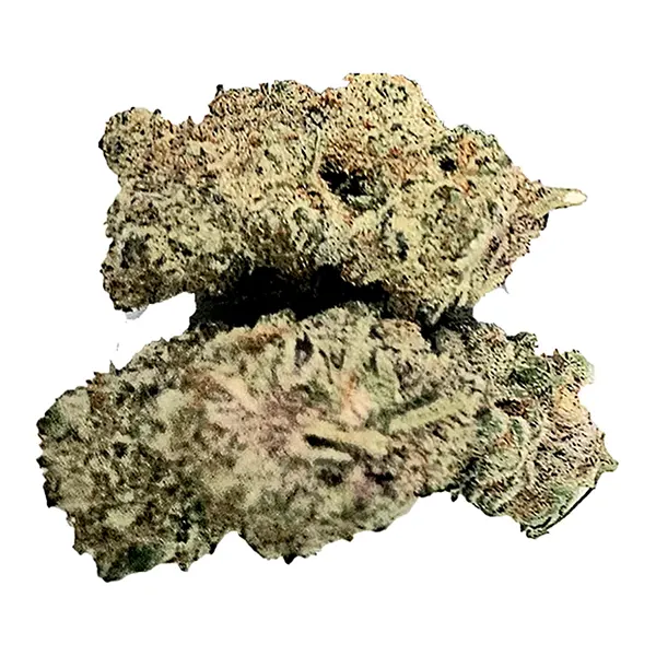 Buzz'd OG (Dried Flower) by Buzz'd