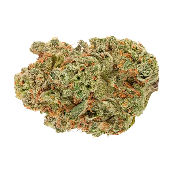 Double Bubbs (Dried Flower) by Sheeesh!