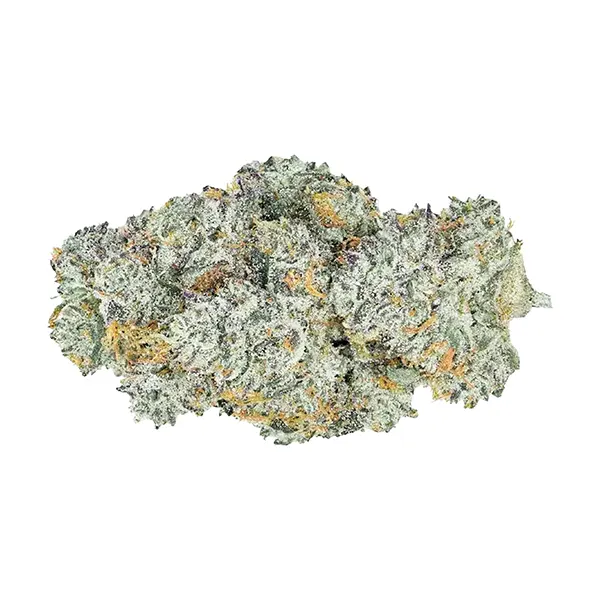 Lemon Cherry Gelato (Dried Flower) by Coterie
