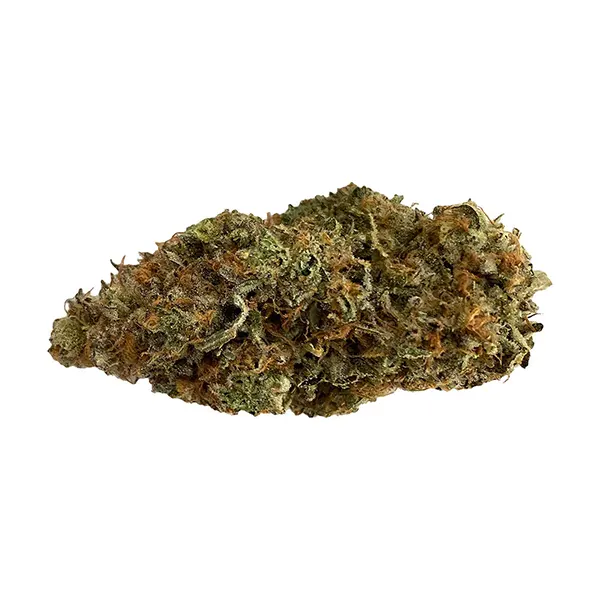Monkey Mash-Up (Dried Flower) by Grass Monkeys