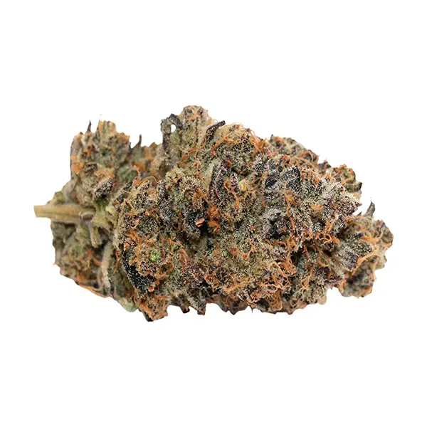 Violet Gshers (Dried Flower) by Pineapple Buds