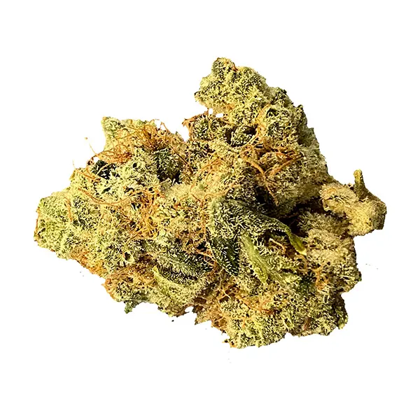 Mailman Strain: Ultraviolet Gmo (Dried Flower) by Mailman
